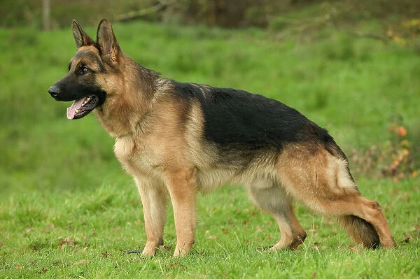 dog-german-shepherd-alsatian-field-1453307.jpg