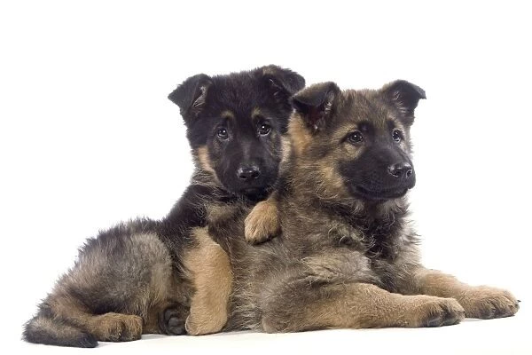 Dog - German Shepherd puppies