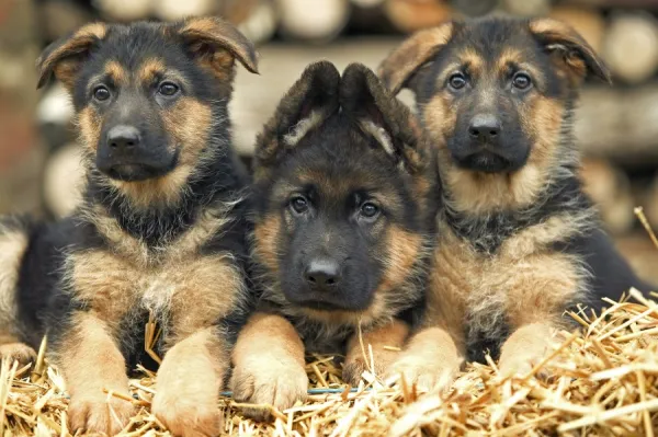 Jigsaw Puzzle of Dog German Shepherd three puppies