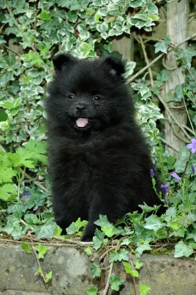 German Spitz Mittel Puppy Print Art Prints, Posters