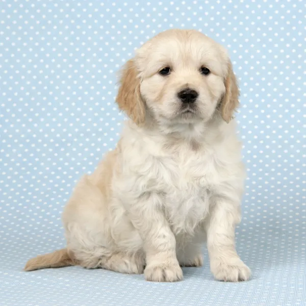 Golden retriever best sale puppy 6 weeks