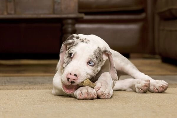 Dog - Great Dane - 10 week old puppy chewing bone. Also known as German Mastiff  /  Deutsche Dogge  /  Dogue Allemand (French)