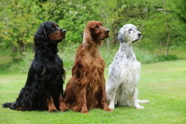 DOG. Irish setter sitting between gordon setter and english setter