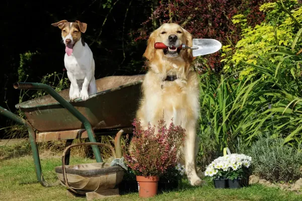 Dog Helping in the Garden Print JD-20976. Art Prints, Posters & Puzzles from Ardea