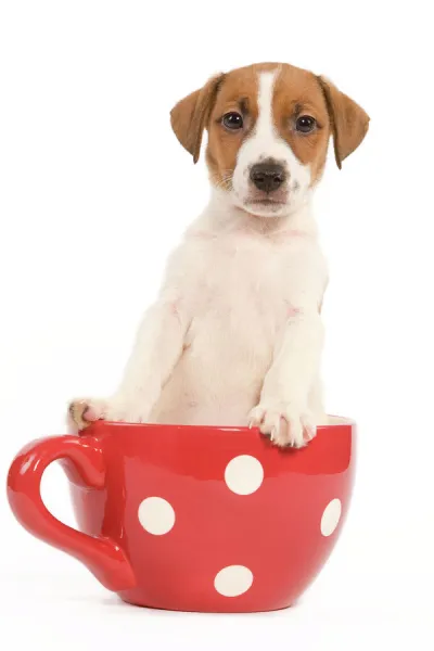 Dog - Jack Russell Terrier puppy in a red & white spotted mug