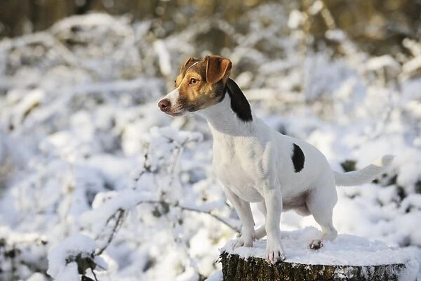DOG. Jack russell terrier standing on snow covered tree stump