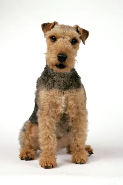 Dog - Lakeland Terrier sitting down