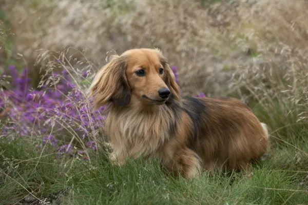 Long haired dachshund discount miniature for sale