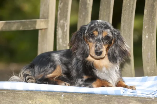 DOG - Miniature long haired dachshund laying on bench