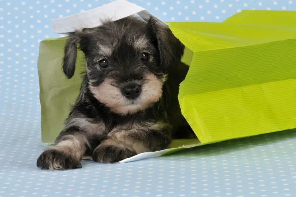 Dog. Miniature Schnauzer puppy (6 weeks old) in bag