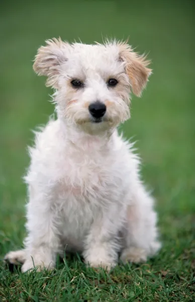 Dog - Mongrel of Jack Russell Terrier puppy