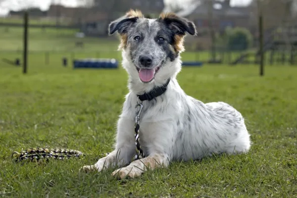 Dog - Mongrel lying down on grass with lead