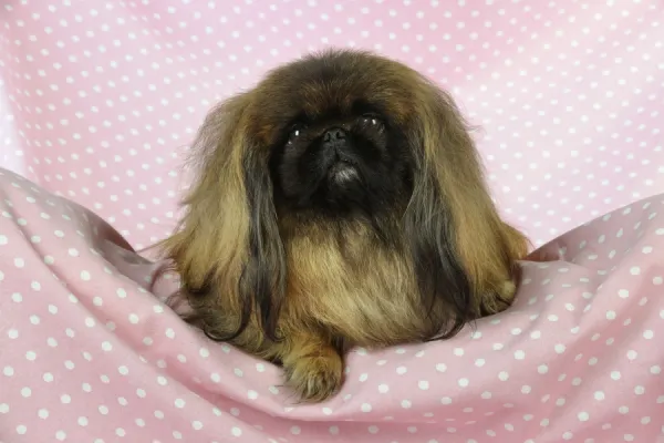 Pekingese blanket top