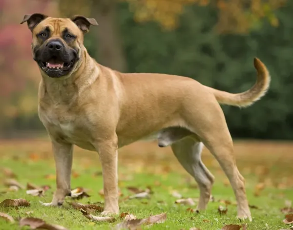 Perro De Presser Dog For Sale Modern Frame 12x10 Of Canary Dog