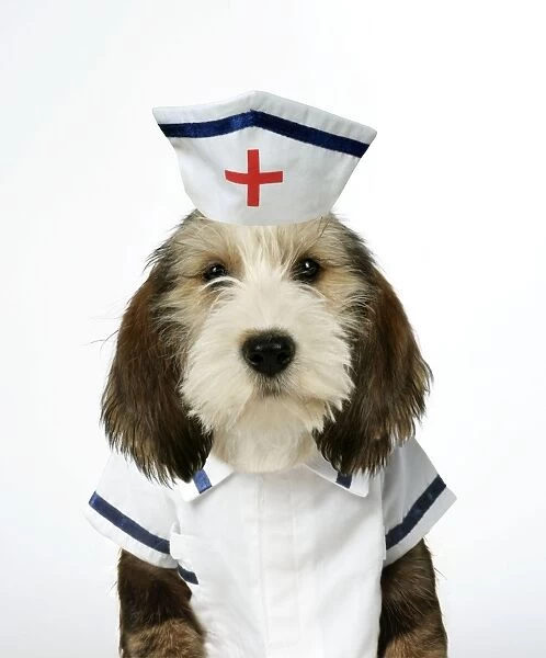 Dog - Petit Basset Griffon Vendeen puppy - 4 months old in nurse uniform