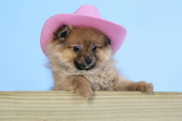 Dog. Pomeranian puppy (10 weeks old) wearing pink hat