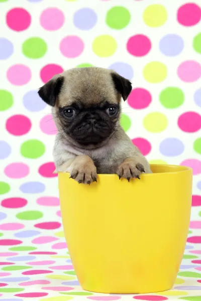 DOG. Pug puppy ( 6 wks old ) in a yellow pot