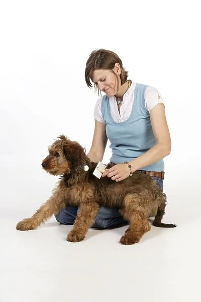 Dog - Puppy (Briard) having coat brushed