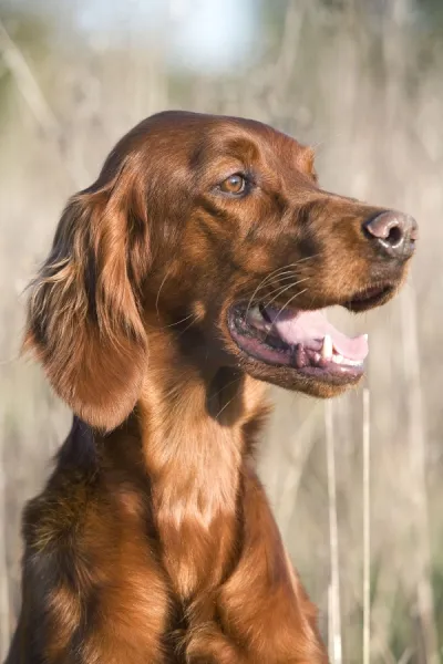 Dog - Red Setter  /  Irish Setter - head