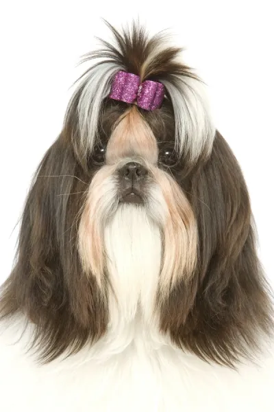 Dog - Shih Tzu with bow in hair