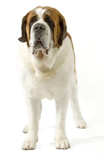 Dog - Short-haired St Bernard