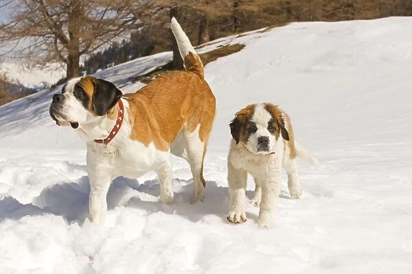 Dog - St Bernard - adult with puppy in snow