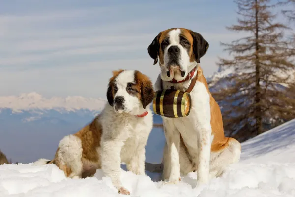 Dog - St Bernard - Mountain Resuce dog wearing barrel round neck in snowy mountain setting with puppy