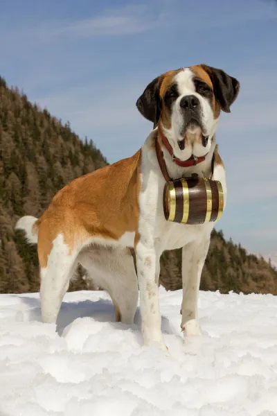 Dog - St Bernard - Mountain Resuce dog wearing barrel round neck in snowy mountain setting