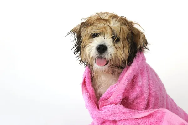 DOG. Teddy Bear dog (wet ) wrapped in a towel