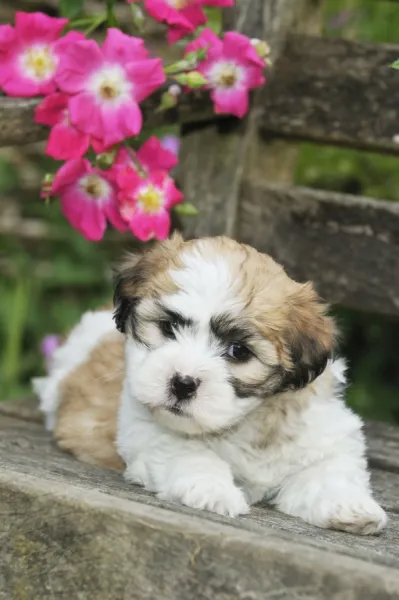 Dog. Teddy bear puppy on bench