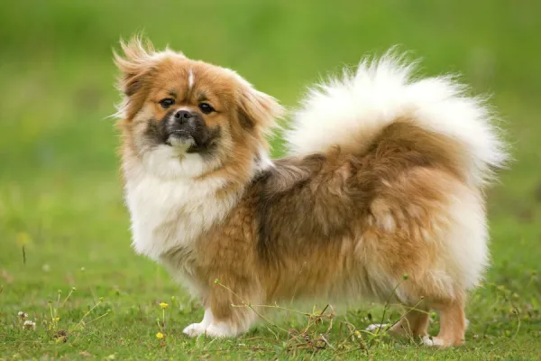 Dog - Tibetan Spaniel