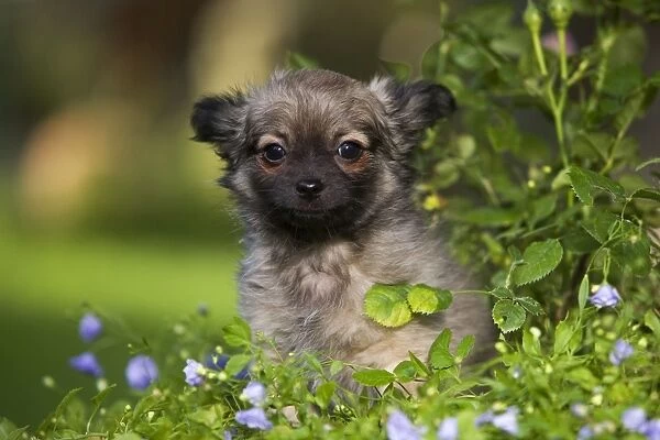 Dog - Tibetan Spaniel puppy in garden