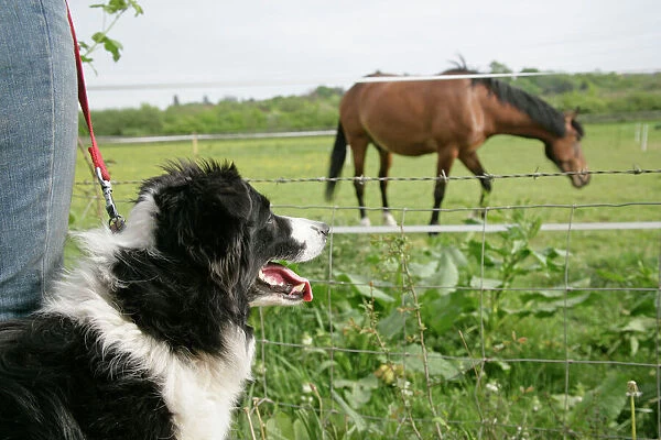 Dog being walked on a lead & looking at a horse