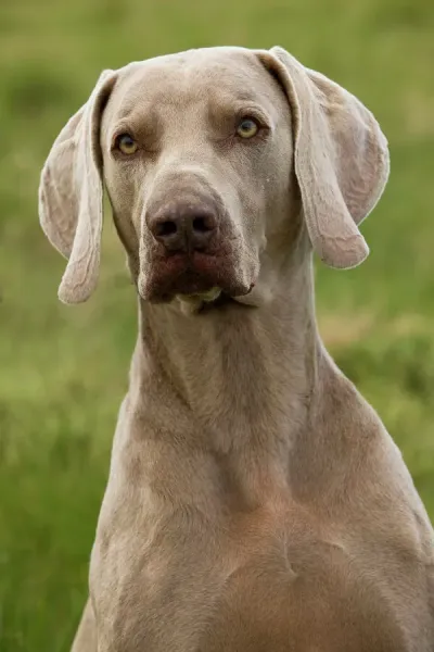 Weimaraner Colors Weimaraner Coat Type Weimaraner LA-6596 Wildlife