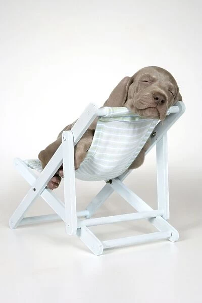 DOG. Weimaraner laying in deck chair