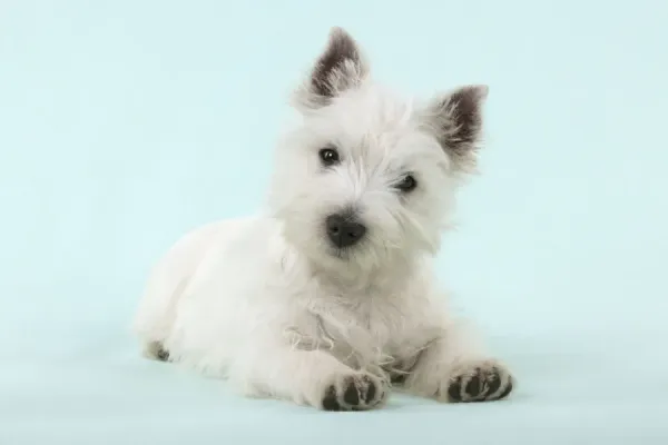 West Highland White Terrier Print Art Prints, Posters