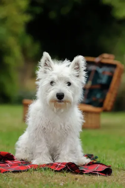 West Highland White Terrier Puppy Print Art Prints