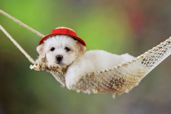 White teddy discount bear puppy