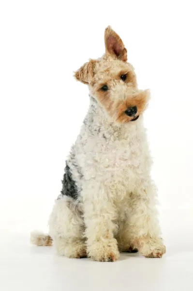 Dog. Wire Fox Terrier