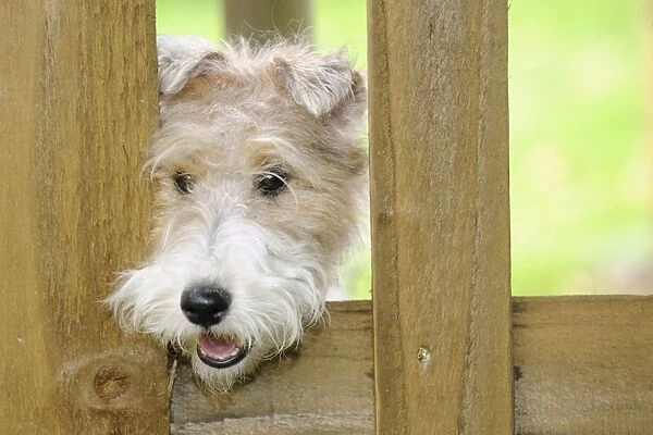 Dog. Wire Fox Terrier looking through fence