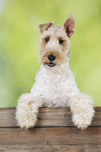 Dog. Wire Fox Terrier looking over wooden fence