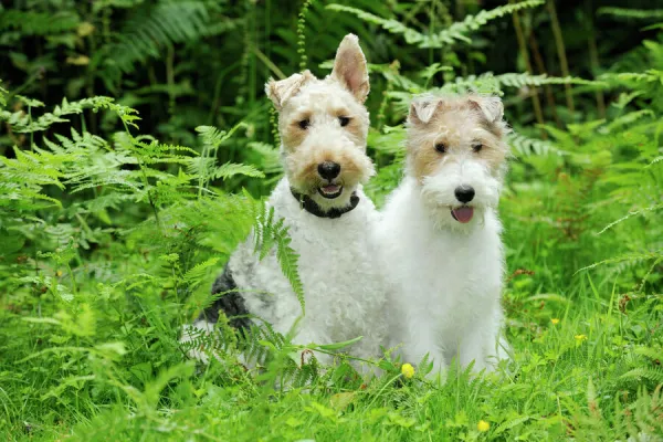 Dog. Wire Fox Terriers