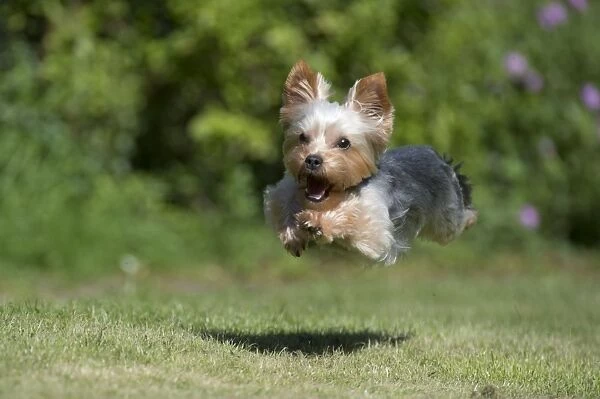 DOG Yorkshire terrier running in garden #8704395 Print ...