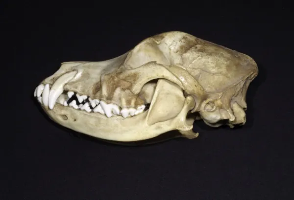 Puppy skull teeth sales