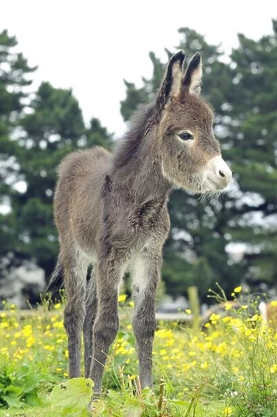 Donkey, baby 5 days old
