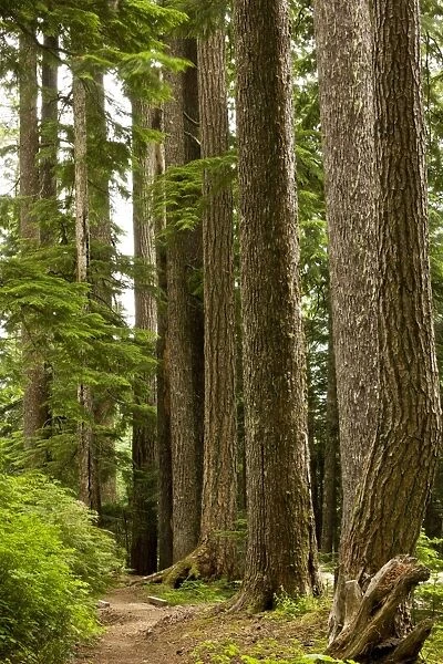 Douglas Fir (Pseudotsuga menziesii) old trees, Lost Lake Old growth forest, Mount Hood, Oregon