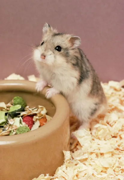 Dwarf Russian Hamster