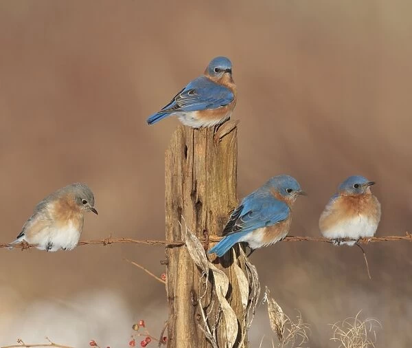 Eastern Bluebird - perched on barbed wire fencing in winter. Connecticut in January. USA