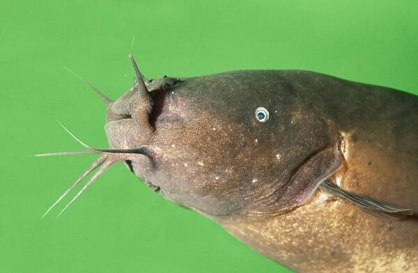 Electric Catfish showing barbels Our beautiful pictures are available as  Framed Prints, Photos, Wall Art and Photo Gifts