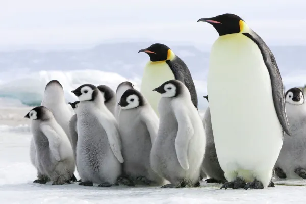 Emperor Penguin - adults with chicks. Snow hill island - Antarctica